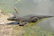 Crocodile looking for fresh meat Crocodile looking for fresh meat