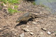 Beautiful crocodile walking alone Beautiful crocodile walking alone
