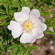 Hagebuttebblüte