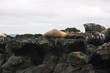 Isla Seymour norte,islas galapagos Ecuador