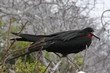 Isla Seymour norte,islas galapagos Ecuador