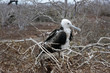 Isla Seymour norte,islas galapagos Ecuador