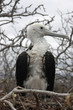 Isla Seymour norte,islas galapagos Ecuador
