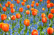 Orage tulips against blue grape hyacinth