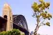Sydney harbor bridge and iconic gumtree