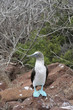 Isla Seymour norte,islas galapagos Ecuador