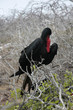 Isla Seymour norte,islas galapagos Ecuador