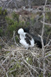 Isla Seymour norte,islas galapagos Ecuador