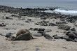 Isla Seymour norte,islas galapagos Ecuador