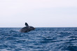 Eubalaena australis