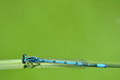 Libelle