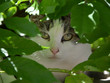 katze