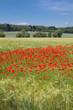 Blühendes Mohnfeld (Papaver Rhoeas) in Bayern