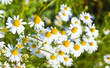 Kamillenblüten