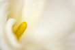 Pistil d'un arum blanc