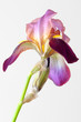 beautiful iris flower #1 beautiful iris flower #1