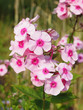 pink phlox
