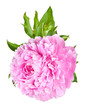 peonies