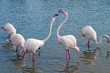 flamingo