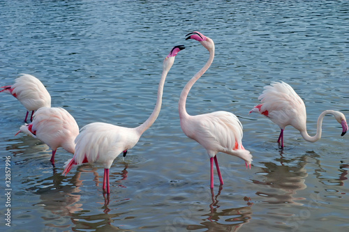 Photo: flamingo flamingo