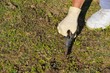 Male farmer removing weeds