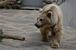 URSUS ARCTOS