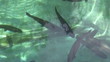 Trouts swimming in a green water