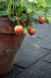 Strawberry Pot