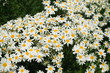 Ebensträußige Wucherblume