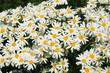 Ebensträußige Wucherblume