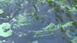 Trouts in the green stream