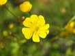 yellow buttercup flower the spring (Potentilla recta)