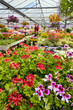 flowers in the greenhouse