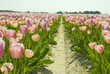 Beautiful Summer Tulips Beautiful Summer Tulips