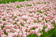Beautiful Summer Tulips Beautiful Summer Tulips