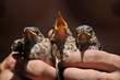 Three cute chicks crying for food Three cute chicks crying for food