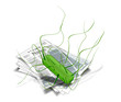 Periodico 4 (E.Coli)