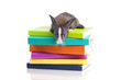 Rabbit reading books Rabbit reading books
