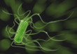 E. Coli infeccion2