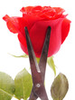 Rose and scissors on a white background