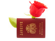 Rose and passport on white background