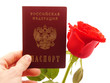 Rose and passport on white background