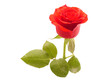 Rose on a white background