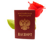 Rose and passport on white background