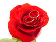 rose and rings