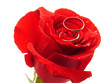 rose and rings
