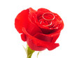 rose and rings
