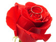 rose and rings
