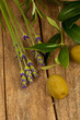 Oliven und Lavendel