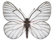 Schmetterling weiß freigestellt